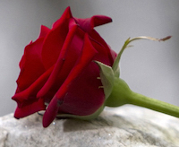 grief rose